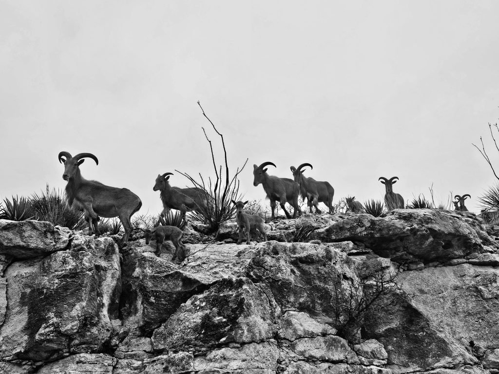 Bighorn sheep adults and young standing together on a rocky hillside.